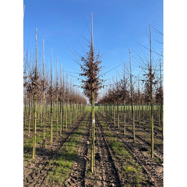 Avenbok - Carpinus betulus - Stammens omkrets 14-16 cm, höjd 3,5-4 meter, HS,